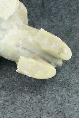 Bear Zuni Fetish Carving - Albert Eustace - Image 12