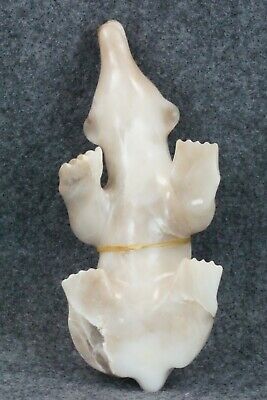 Bear Zuni Fetish Carving - Albert Eustace - Image 9