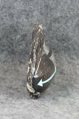 Bear Zuni Fetish Carving - Bernard Laiwakete - Image 4