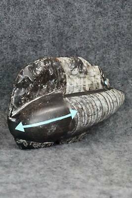 Bear Zuni Fetish Carving - Bernard Laiwakete - Image 5