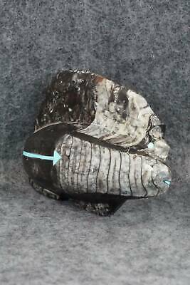 Bear Zuni Fetish Carving - Bernard Laiwakete - Image 6