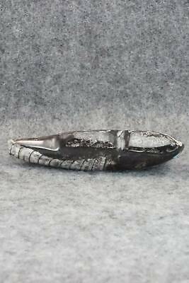 Bear Zuni Fetish Carving - Bernard Laiwakete - Image 7