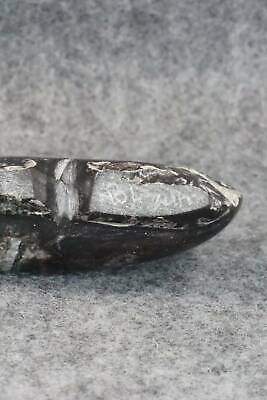 Bear Zuni Fetish Carving - Bernard Laiwakete - Image 8