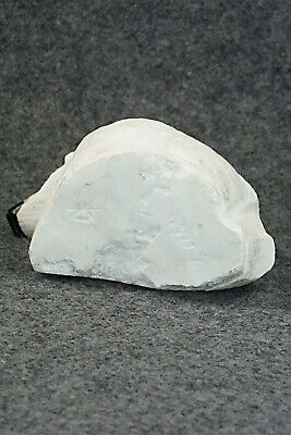 Bear Zuni Fetish Carving - Derrick Kaamasee - Image 7