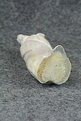 Bear Zuni Fetish Carving - Maxx Laate - Image 7