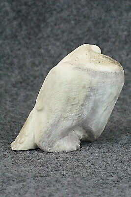 Bear Zuni Fetish Carving - Maxx Laate - Image 4