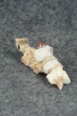 Horned Toad Zuni Fetish Carving - Carl Etsate - Image 3