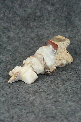 Horned Toad Zuni Fetish Carving - Carl Etsate - Image 4