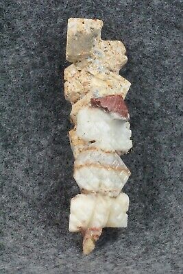 Horned Toad Zuni Fetish Carving - Carl Etsate - Image 7